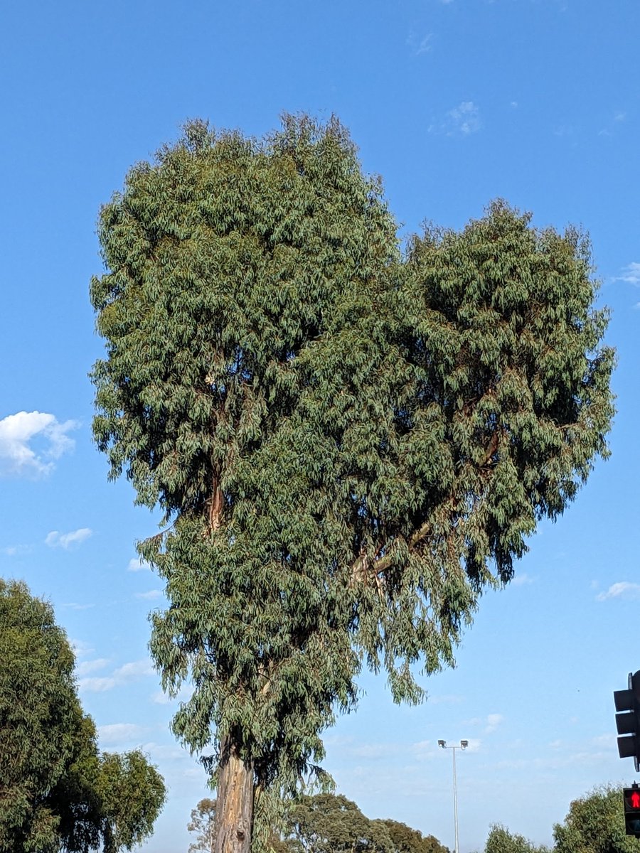 Even the trees getting in on the love today 😁