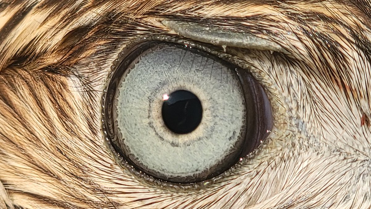 Jeffery has very pale almost slivery eyes. Very striking! My other birds have had yellow or gold eyes, none have been this pale or skewed to the cool hues. I could stare at them for a long time.