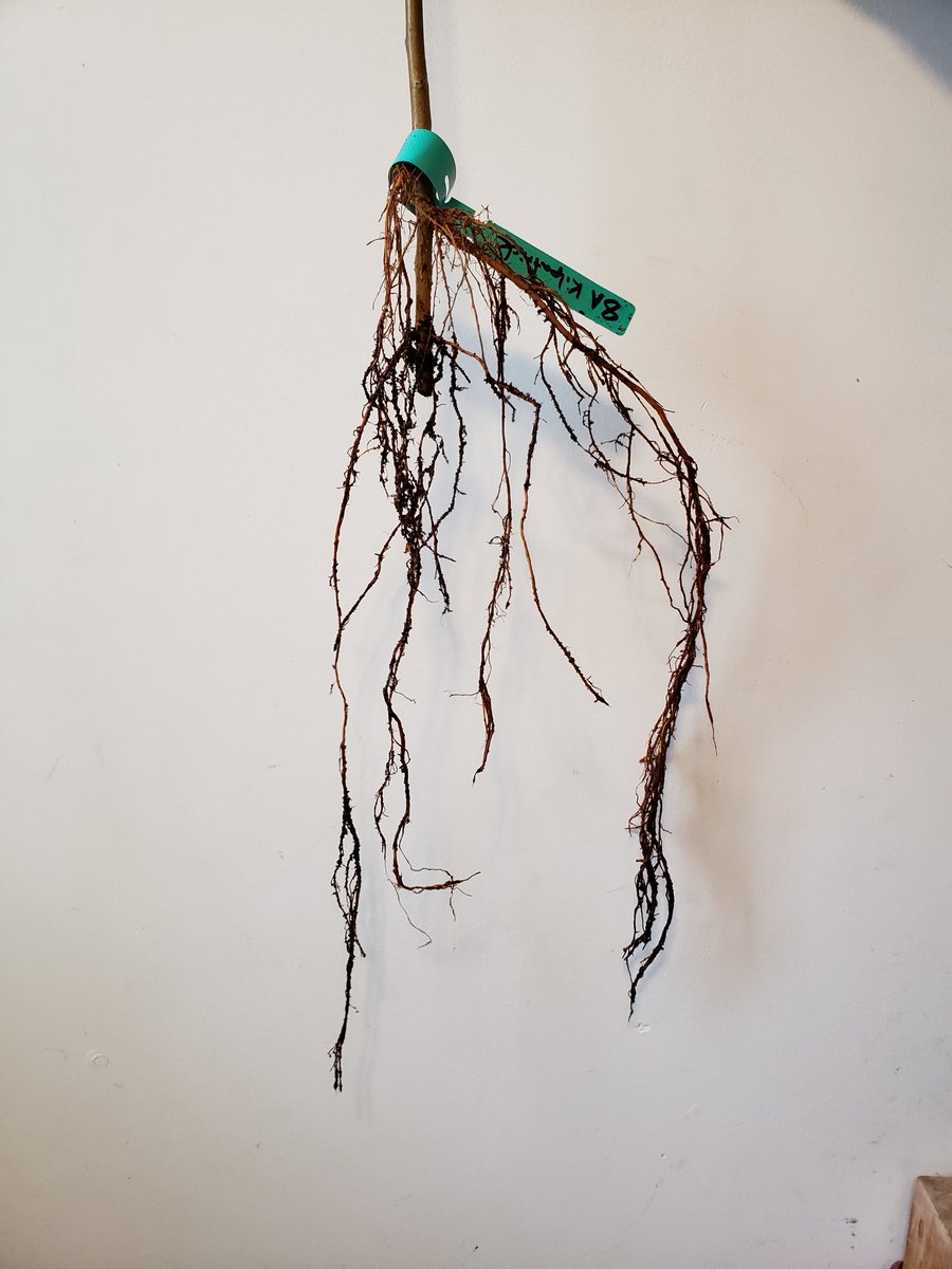 Fruit Tree Grafting Workshop at Topsy, March 23, 9 - 12:30. Learn how to graft your chosen rootstock  and scion (the type of apple) or bring or bring a cutting of a loved, ancient tree. Save the genetics!  topsyfarms.com/products/fruit…