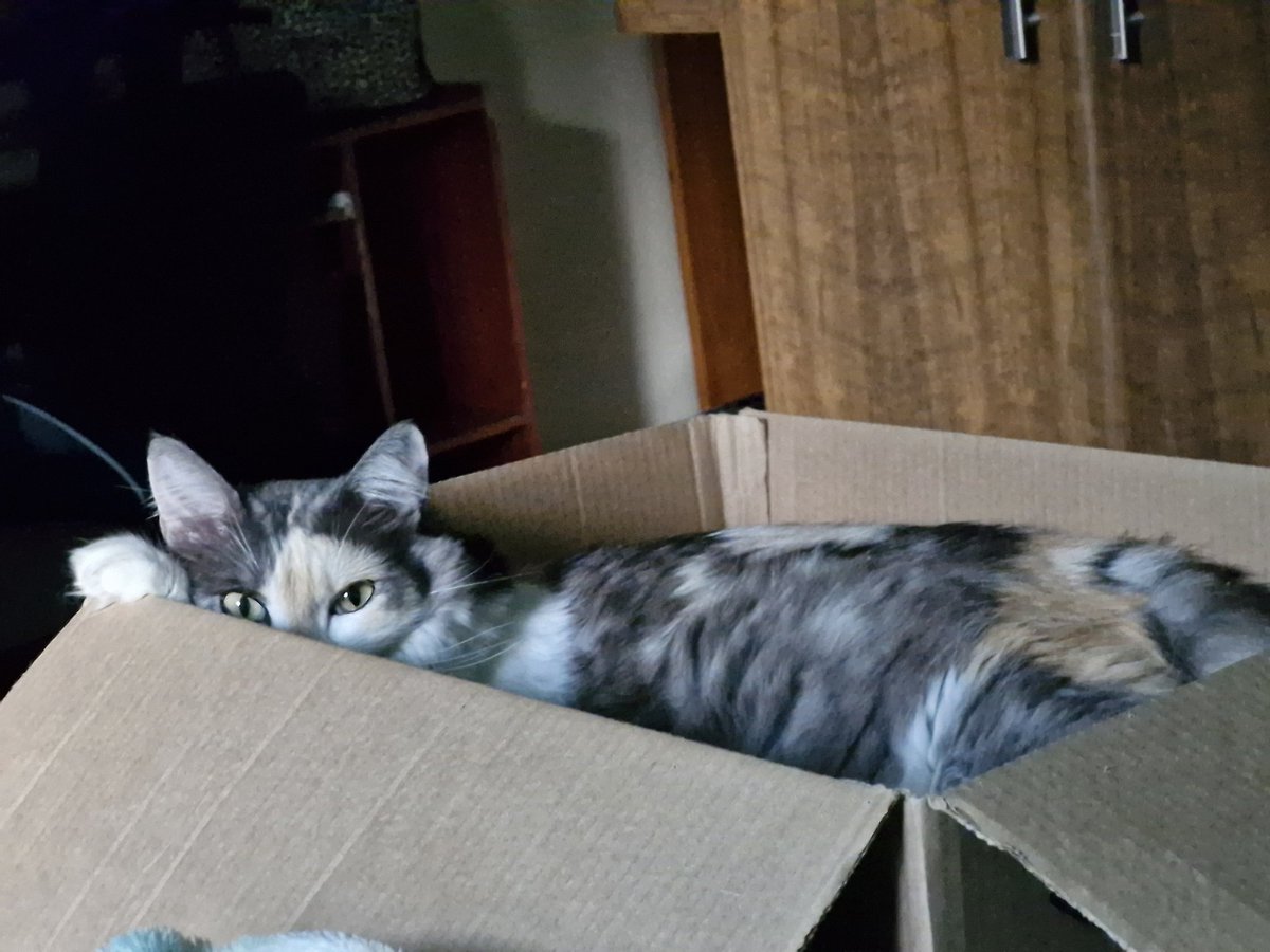 LeonelloLucas's tweet photo. #cats mia in the box https://t.co/LAj2ABIxEW