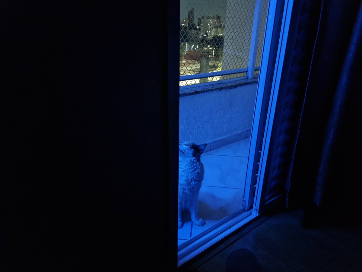 LeonelloLucas's tweet photo. #cats mia in the rave https://t.co/626EEjazw5