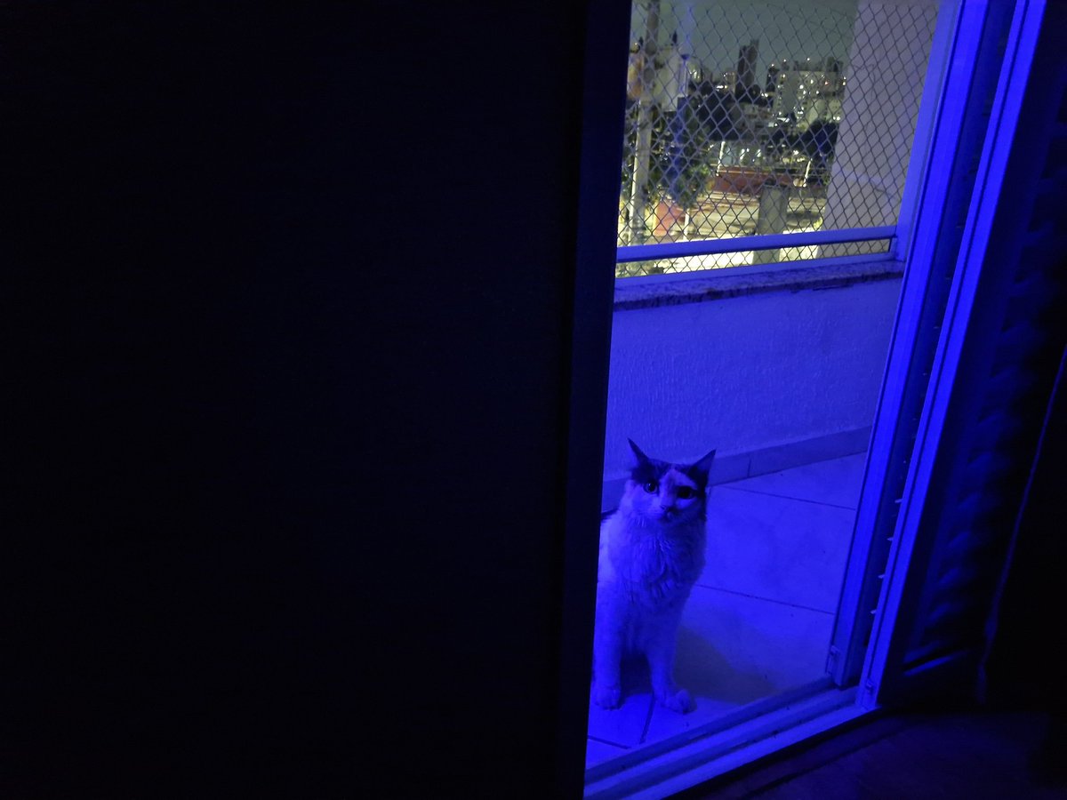 LeonelloLucas's tweet photo. #cats mia in the rave https://t.co/626EEjazw5