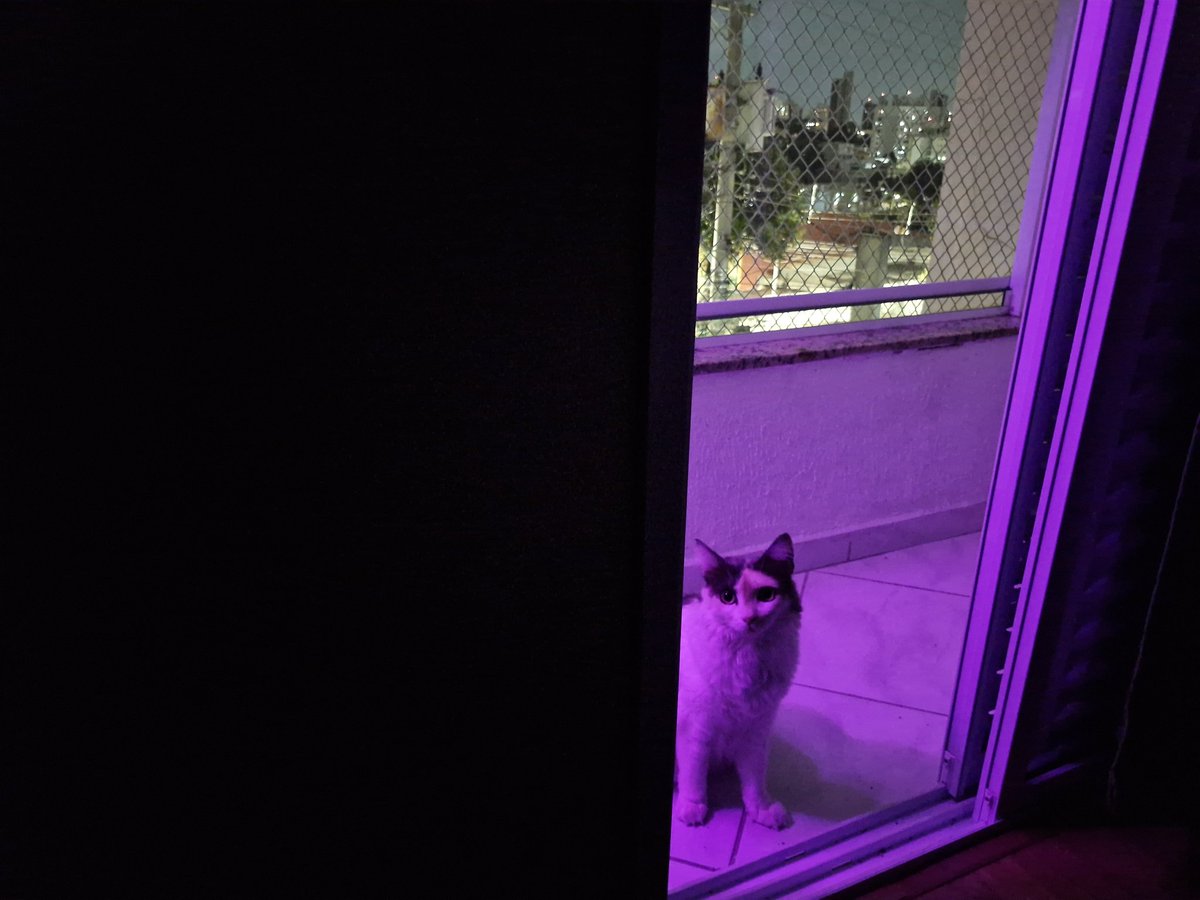 LeonelloLucas's tweet photo. #cats mia in the rave https://t.co/626EEjazw5