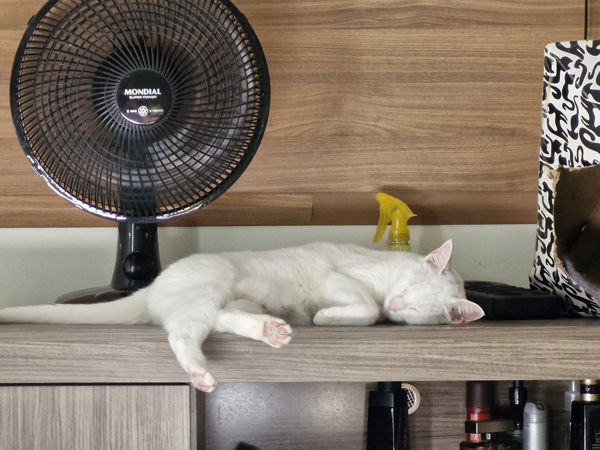 LeonelloLucas's tweet photo. #cats mel slepping on a hot day https://t.co/a2U9imbE7B