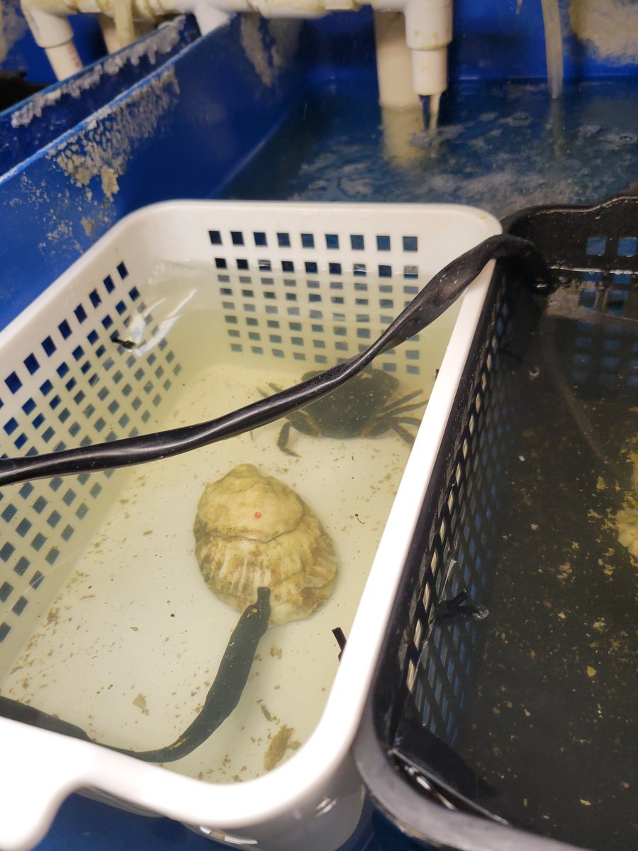 We have an opening for a paid undergraduate internship this summer in #oyster ecology and data science #Rstats. Details on how to apply here: quantmarineecolab.github.io/join/