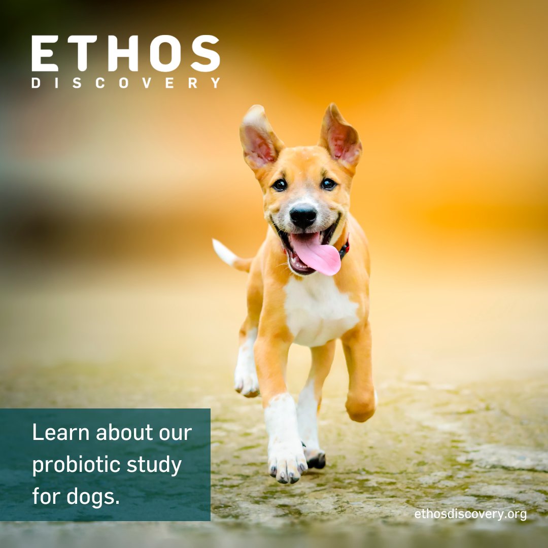 #EthosDiscovery is studying a novel live probiotic product that consists of 3 bacterial species typically found in the gut of healthy dogs. This study now seeks to evaluate the ability of this probiotic to resolve diarrhea in dogs. Learn more at ethosdiscovery.org . #vetmed