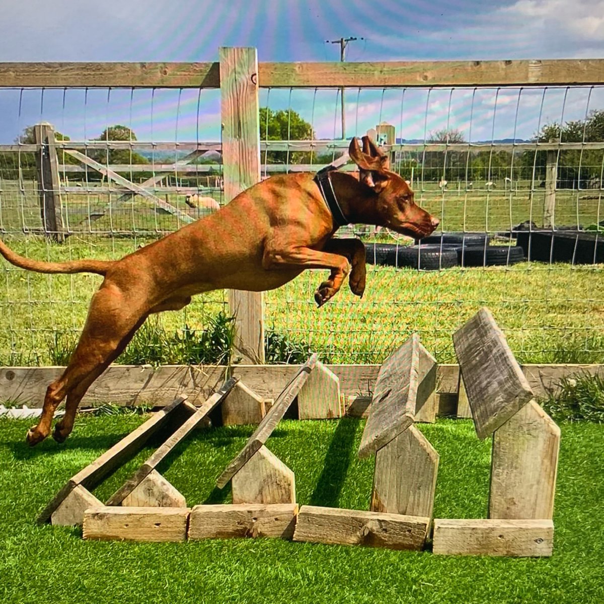 Team Sharpy tweet media