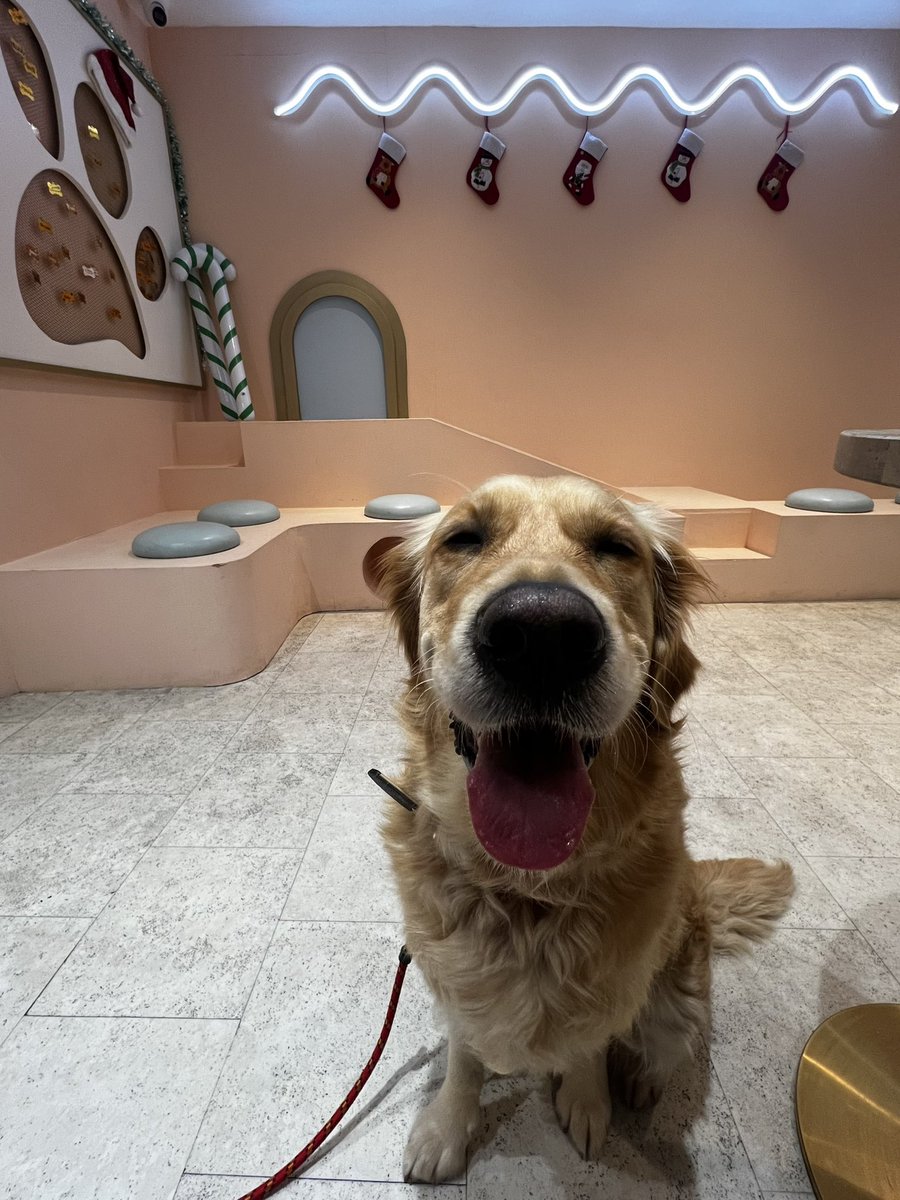 ppriyat's tweet photo. @Channel4 This is my best friend Ellie! 🎀🐾My 3 year old golden retriever who puts a smile on everyone’s face wherever she goes❤️ She always understands me, is always there for me, extremely loyal, and brings so much joy to my life! Most importantly is always happy to see me🥰🐶 https://t.co/K6aQbeiJbm