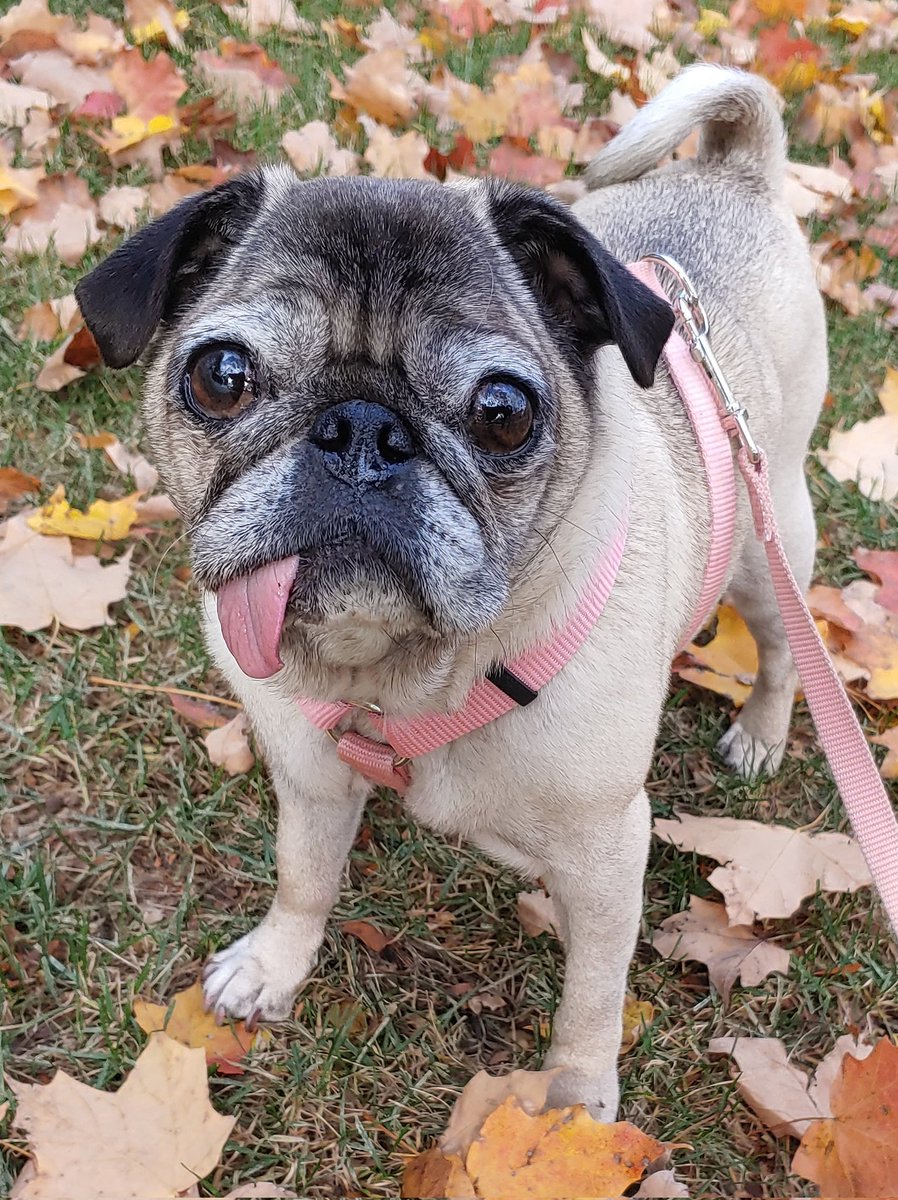 PralineMariePug tweet picture