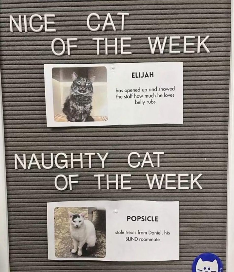 ShouldHaveCat's tweet image. 