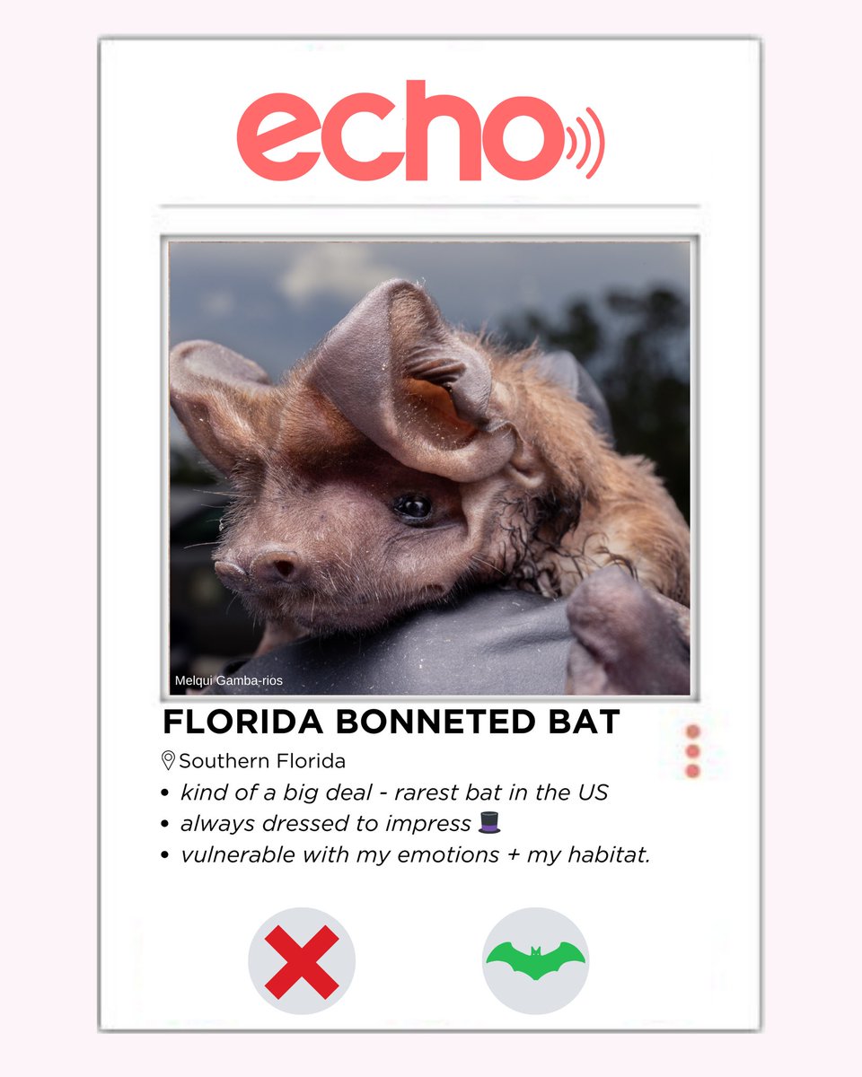 Bat Conservation International tweet media