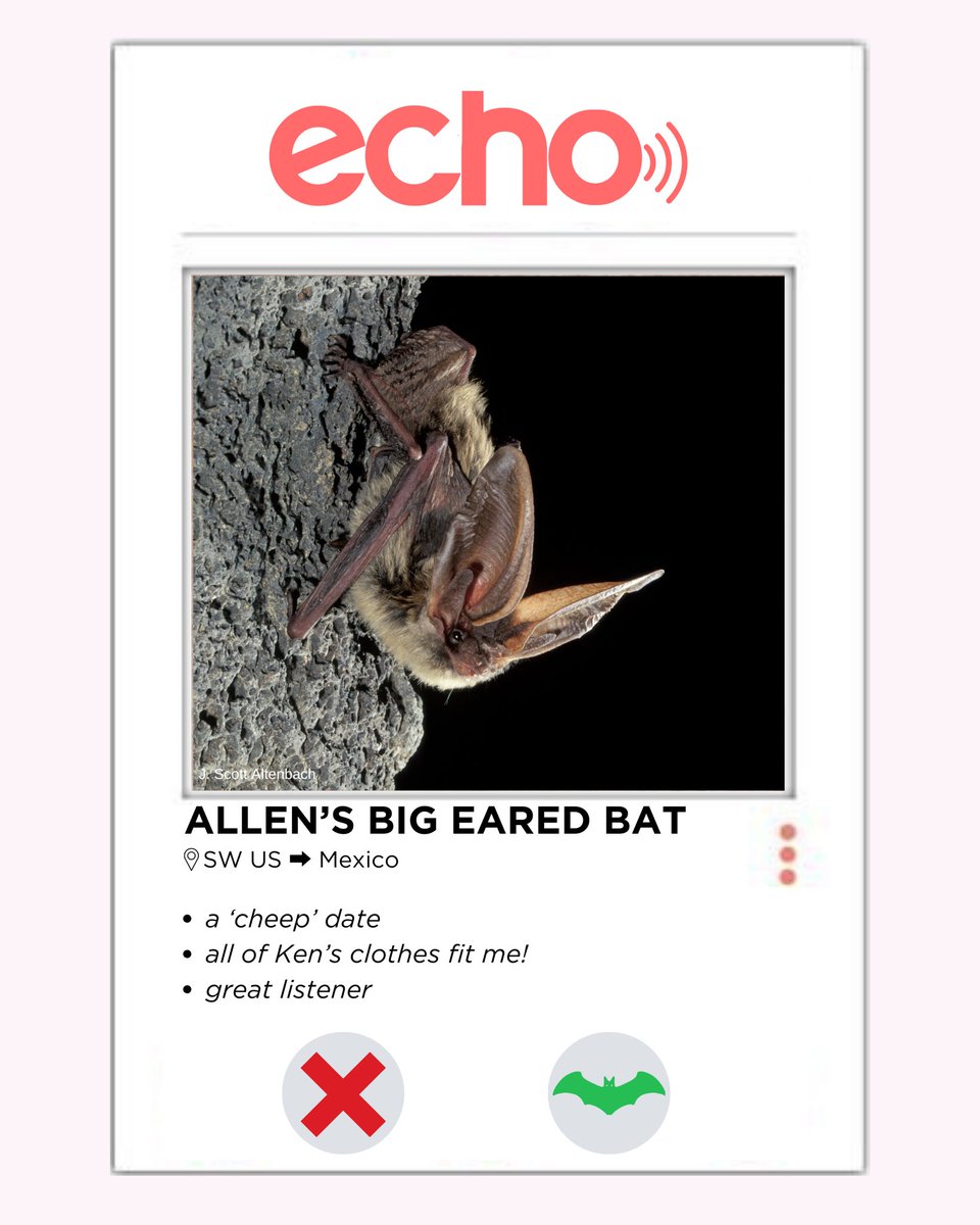 Bat Conservation International tweet media