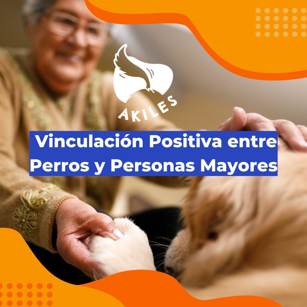 Akiles_cl's tweet photo. 🌟 Descubre cómo la conexión entre perros 🐾 y personas mayores va más allá de la alegría. Desde brindar compañía constante hasta estimular la mente, esta relación única ofrece beneficios inigualables que transforman vidas. 🐶💖 #VinculoEspecial #BienestarSenior #Antofagasta https://t.co/6xZRLCliVh