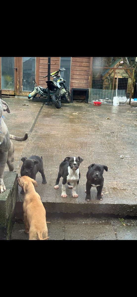 4 gorgeous African American bull staffs for sale if anyone is interested 👌