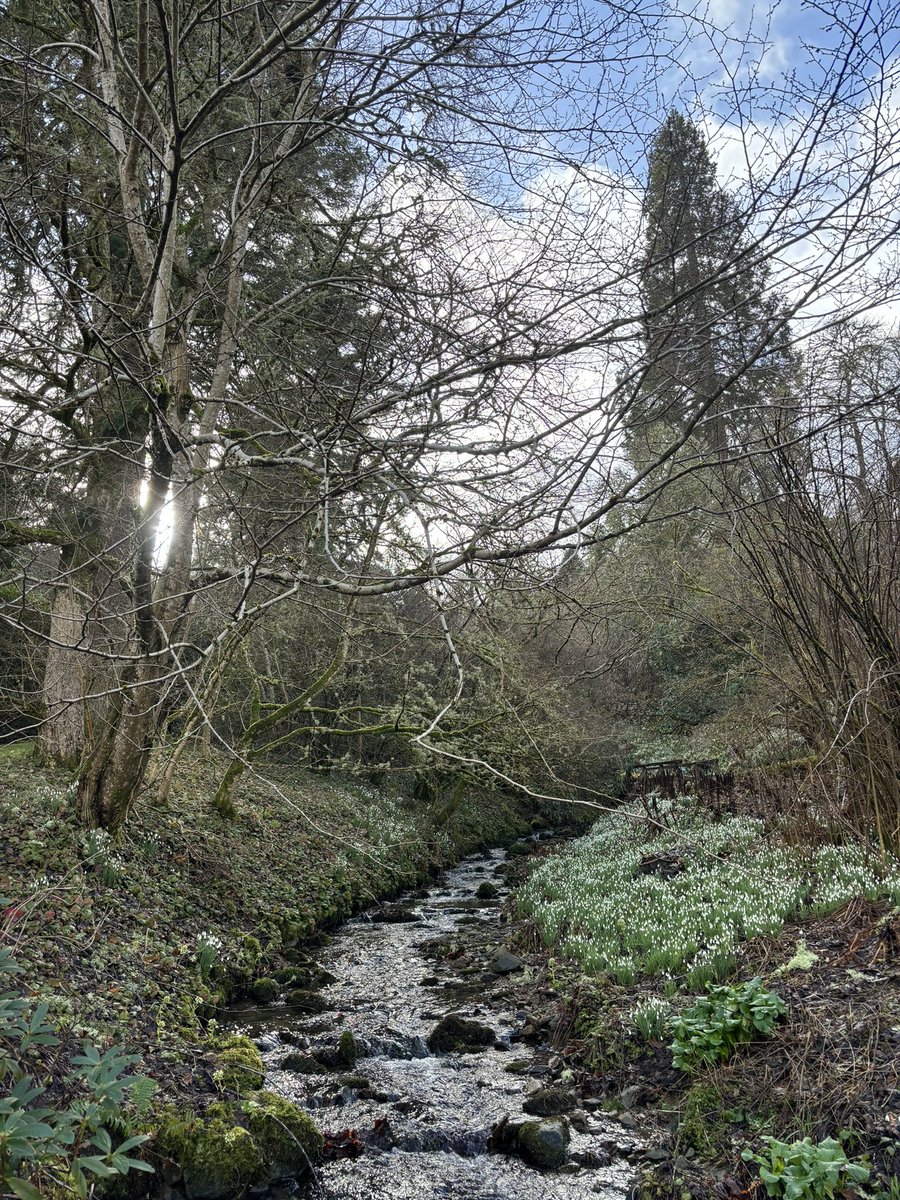 The snowdrops carpeting the banks of the Scrape Burn are looking fantastic just now. Every Sunday afternoon our wonderful volunteer garden guides are leading tours. Why not join this Sunday’s tour, the tour is free, normal garden admission applies.