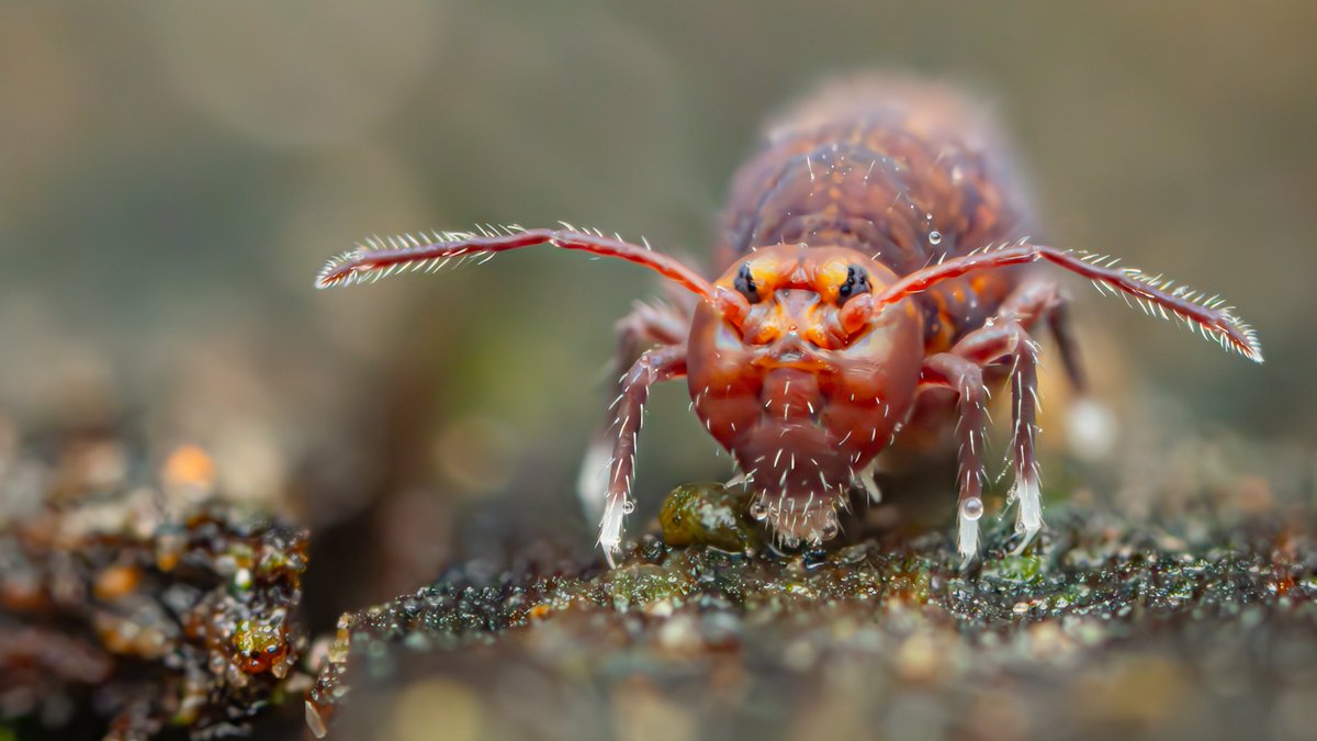 The white 'socks' on this globular springtail indicate that it's about to moult. #Collembola