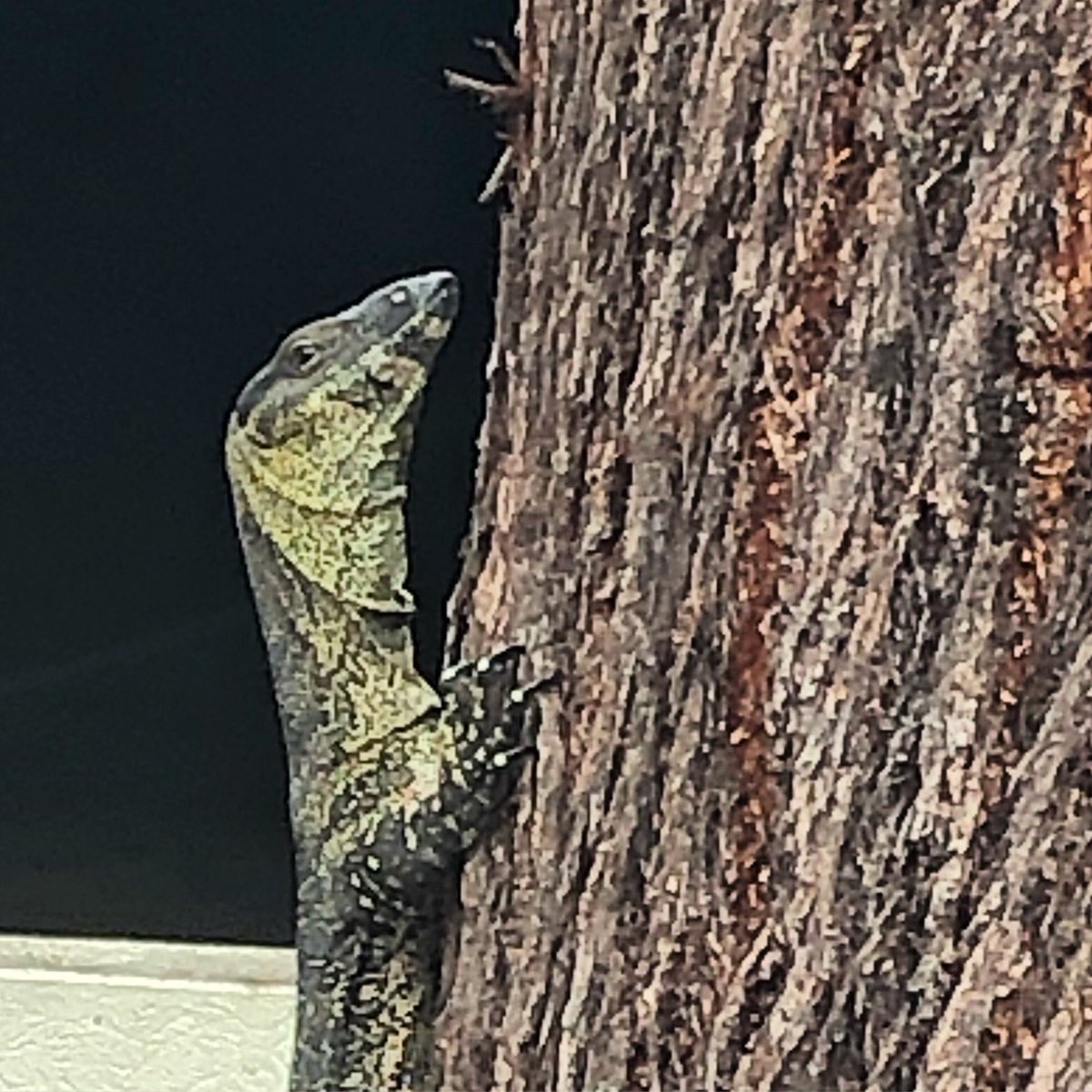 On a day we’re encouraged to show love through consumerism, make like a goanna &amp; hug a tree! 
#LoveNature #YouAreNature 
#LoveYou
(Don’t hug a goanna - they have very sharp claws)
#GentleActsOfRebellion 
#ReConnect  #ValentinesDay