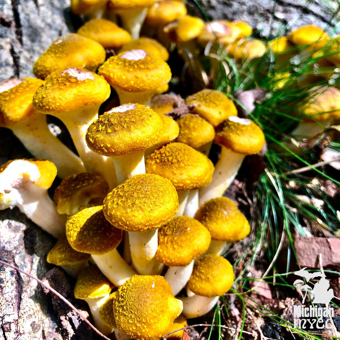We are proud of all of our diverse fungi offerings! Whether you prefer one of our most popular spores, such as Golden Teacher Cubensis, or are eager to branch out and try something new, we have everything you need for your mushroom-growing journey.