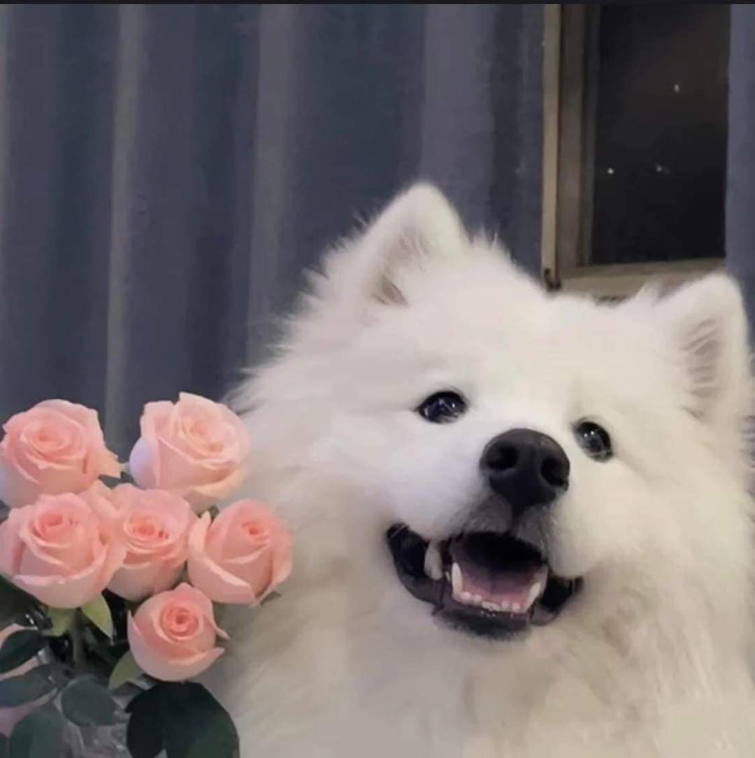 MMsvertion's tweet photo. @SINCH4T0N 🥺🥺🥺🥺 https://t.co/LXzVAgVcnt