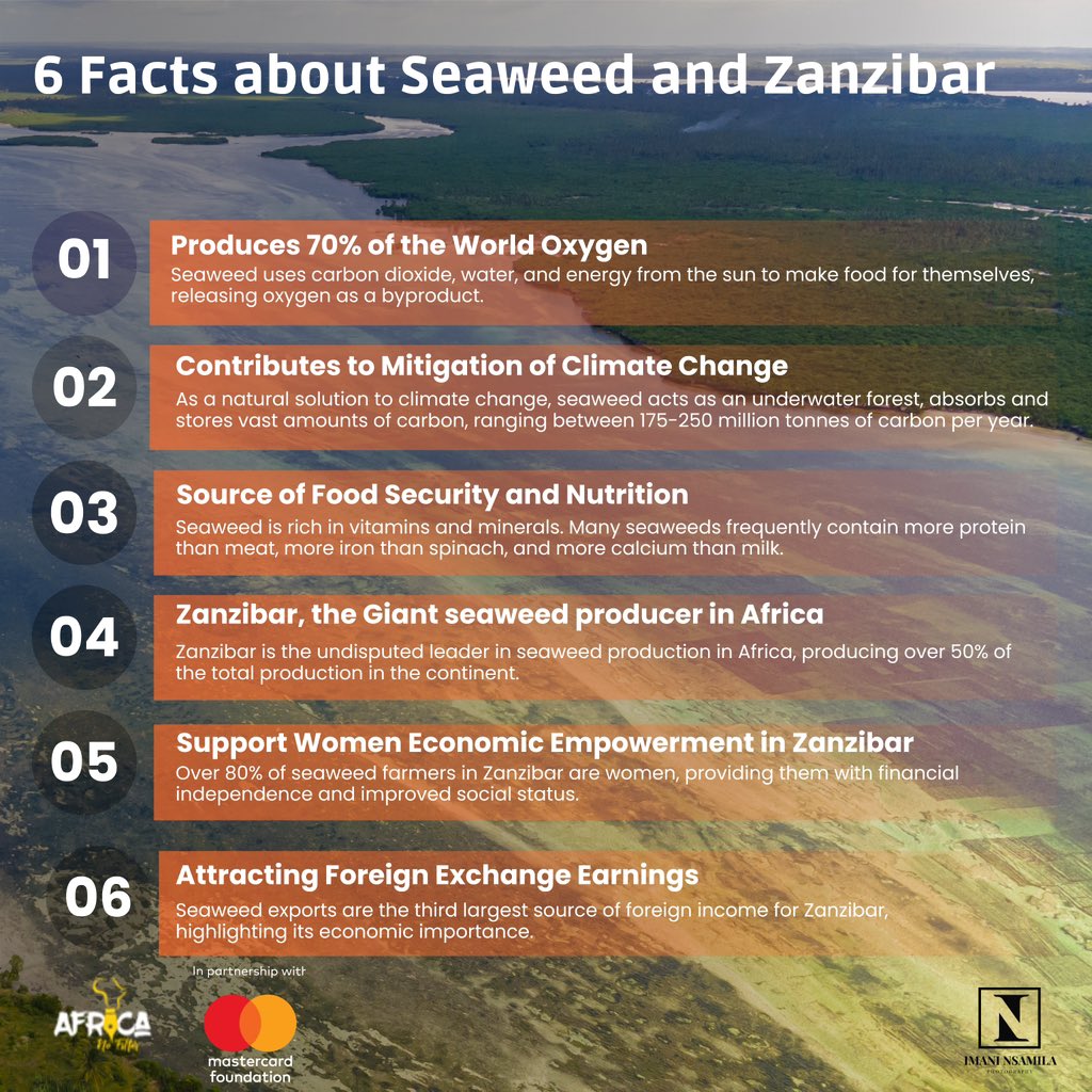 #Seaweedfarming in Zanzibar is more than a livelihood— it transforms lives, empowers women, grows the economy, and benefits our planet. These are just a few facts out of many about seaweed and its role in our lives.

 #shiftingnarratives #alternativeafrica #betterrepresentation