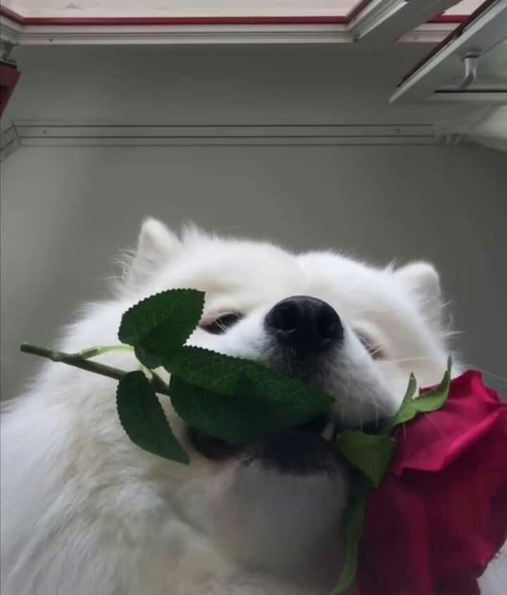 MMsvertion's tweet photo. Be my valentine pls @SINCH4T0N https://t.co/OpzYd4GCv1