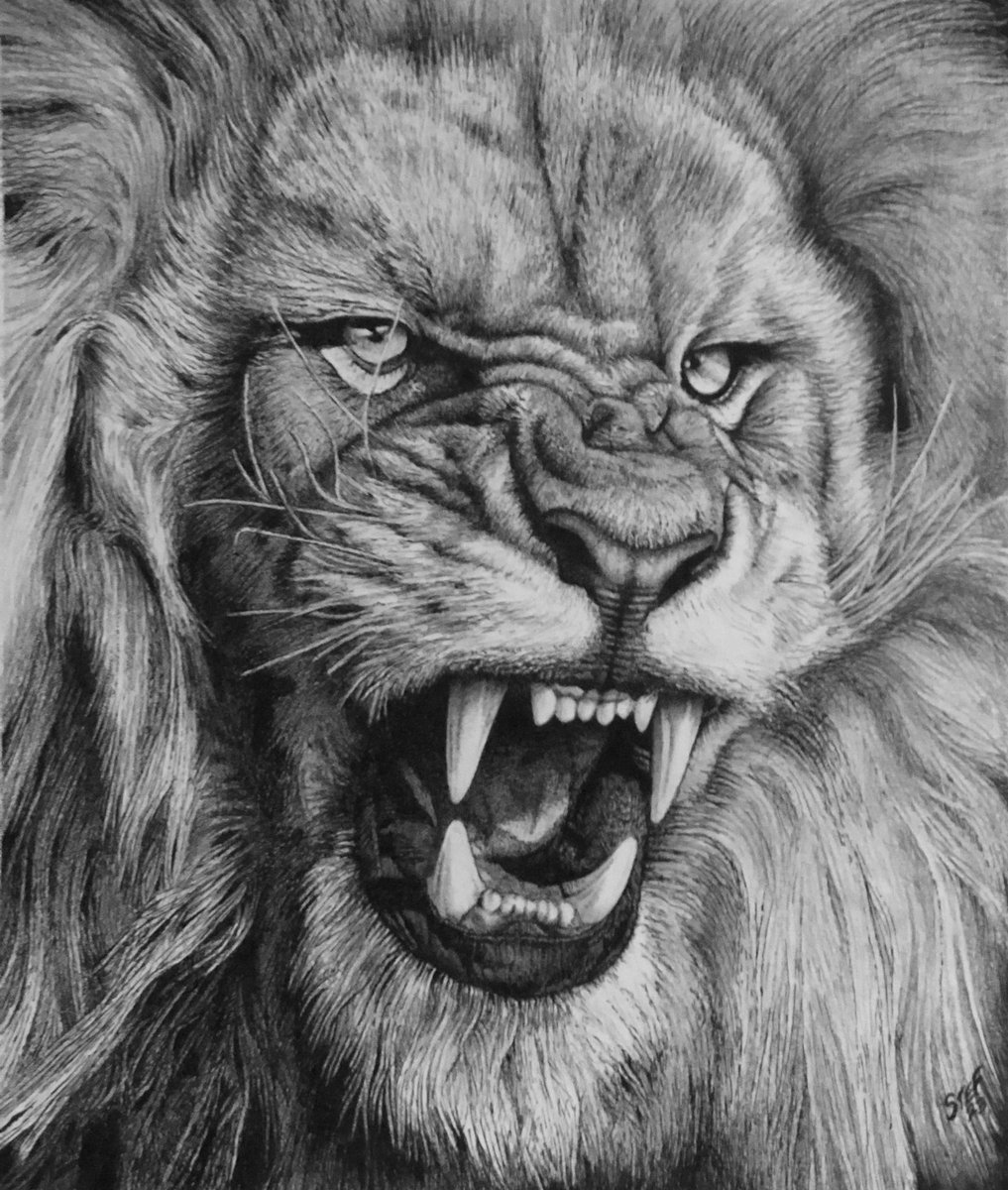Griffincreation's tweet image. Hello. Suite Illustration 30x40 - Graphite pencil and Pilot 0.01/0.8. From a 1/3 series. Grrrrrrr…..
