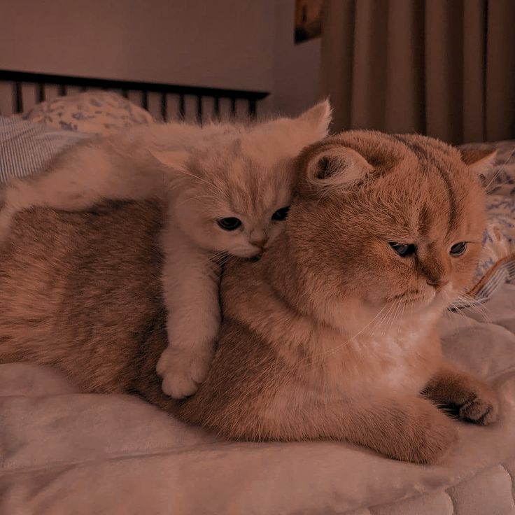 cats with powerful impression 🐾 tweet media