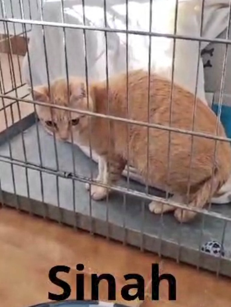 #Valencia <a href="/4catsVLC/">4cats</a>

      Me parte el alma💔

#Sinah no ha encontrado ni #acogida ni adopción, y tiene que ir a la calle💔

URGENTISIMO🆘🆘
#adopción #acogida #Urgente y responsable.

☎️ 625 37 62 71