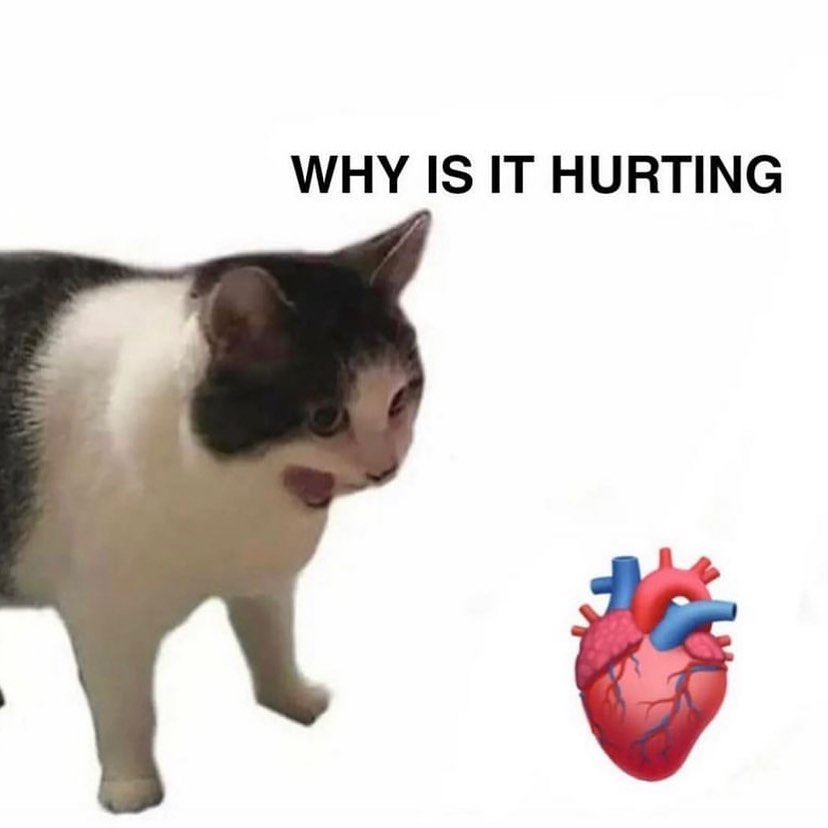 Punch Cat (@punchingcat) on Twitter photo 