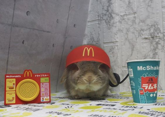 RabbitEveryHour's tweet photo. https://t.co/8k1iN3Ql53