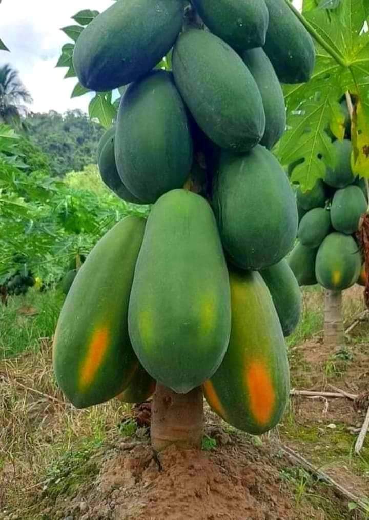 Fresh delicious fruits 🍓🍓🍓🍓🍓 🍓 🍓