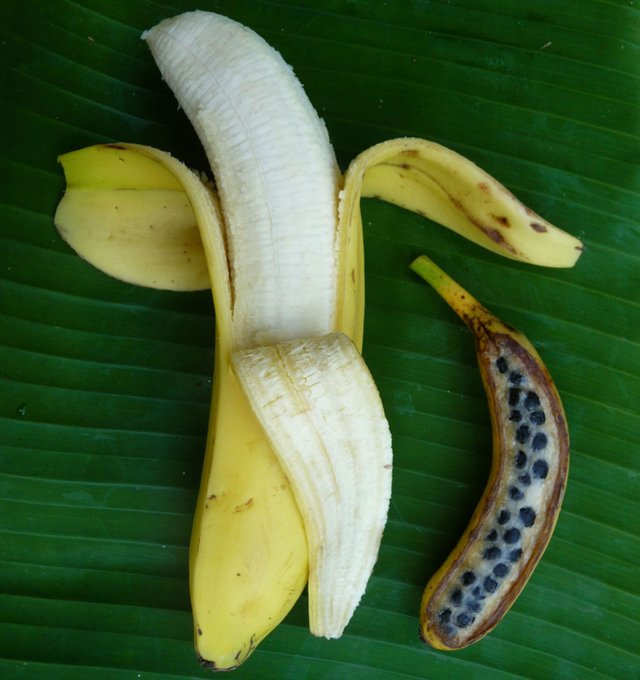 Rainmaker1973's tweet photo. A modern banana vs a pre-domestication one.

The process transformed a fruit completely full of seeds into a parthenocarpic seedless fruit that develops in the absence of pollination. 

The earliest archaeological evidence of domesticated bananas was dated to 7,000 years ago. https://t.co/bWS09ql4qk