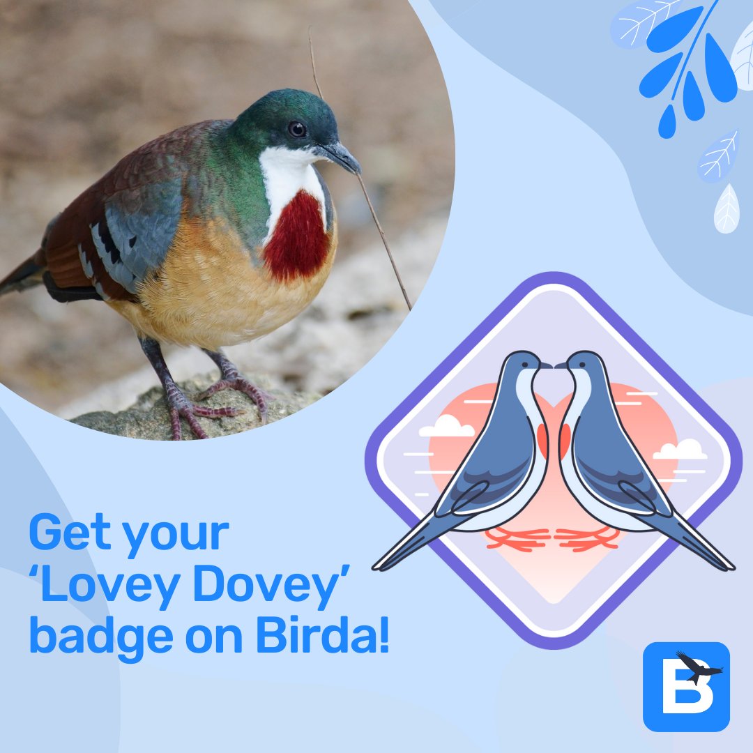 Looking for some last minute Valentine's Day ideas?? Take your date birdwatching and unlock your February Badge together on Birda! Log 15 sightings on Birda to unlock this month's badge, the Louzon Bleeding Heart Dove, who's hearts are so full of love! #valentinesday #lovebird