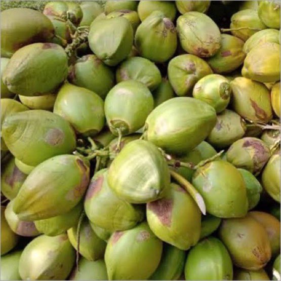 Don’t throw away coconut peels (husk); it treats; 🌿kidney stones 🌿