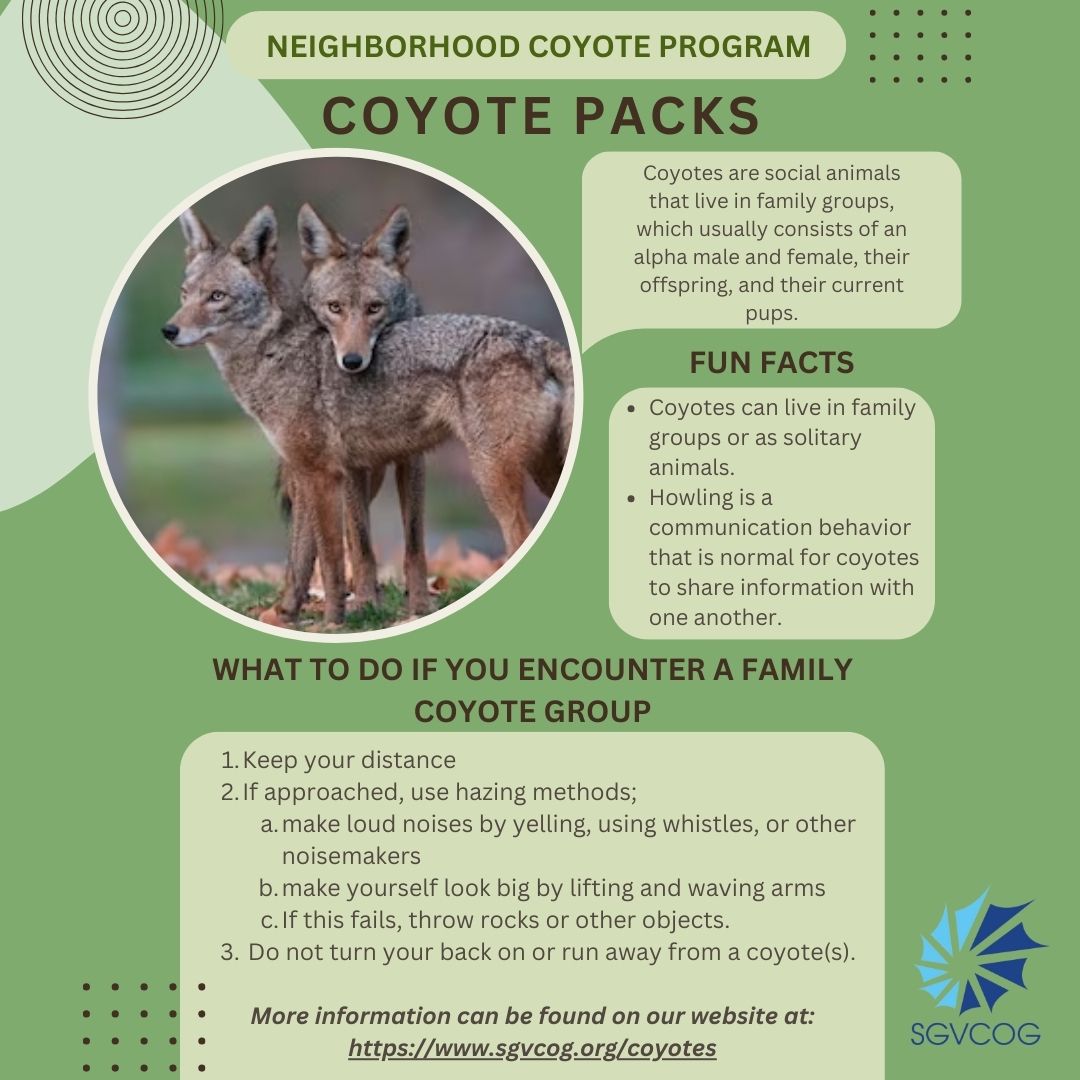 SGVCOGCoyotes's tweet photo. Coyotes are social animals that live in family groups or as solitary animals. They communicate with each other through howling. If you encounter a coyote family group, it is important to take the appropriate steps to keep yourself, your family, and your pets safe. #coyotesafety https://t.co/hO47j7vrLt