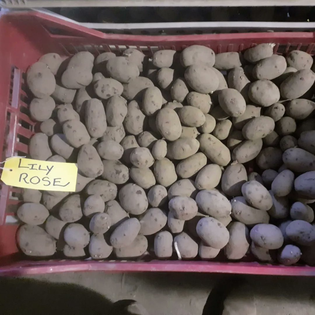 BallymakennyF's tweet photo. Changing things up this year! Some new (to us) varieties on the horizon.
Looking forward to planting season and getting the 2024 #SpudParty started at #BallymakennyFarm https://t.co/j5QYOEW1zo
