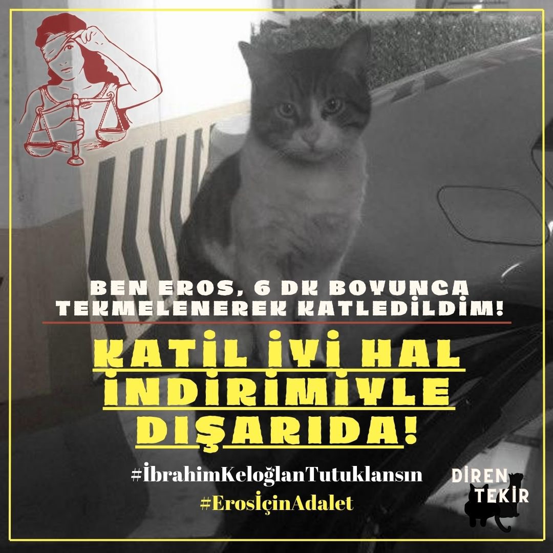 Eros’un katili aramızda, iyi hal indirimiyle salındı! Sanık avukatı “sahipli kedi değildi, kimsenin malı değildi, kimse zarar görmedi” diye savunma yaptı!

#erosiçinadalet #ibrahimkeloglantutuklansın