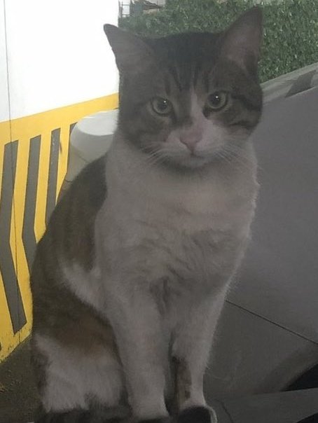 Bu kediyi öldüren şahsa söyleyeceklerimi yazdım yazdım sildim. Ne yazsam yeterli gelmedi. Tek isteğim, hayvana eziyetin artık ciddi bir suç mahiyeti kazanması ve hakimlerin de kolay karar verebilmesinin sağlanması. Ağır cezalar, acilen getirilsin.
#ibrahimkeloglantutuklansın