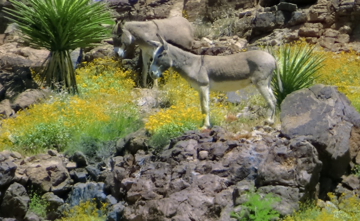 The_Jr_Citizens's tweet photo. I'm working on a new video of the Burro battle I witnessed in the Black Mountains, just East of Oatman Arizona.  #wildBurros #BlackMountains https://t.co/h8kVOR9Gde