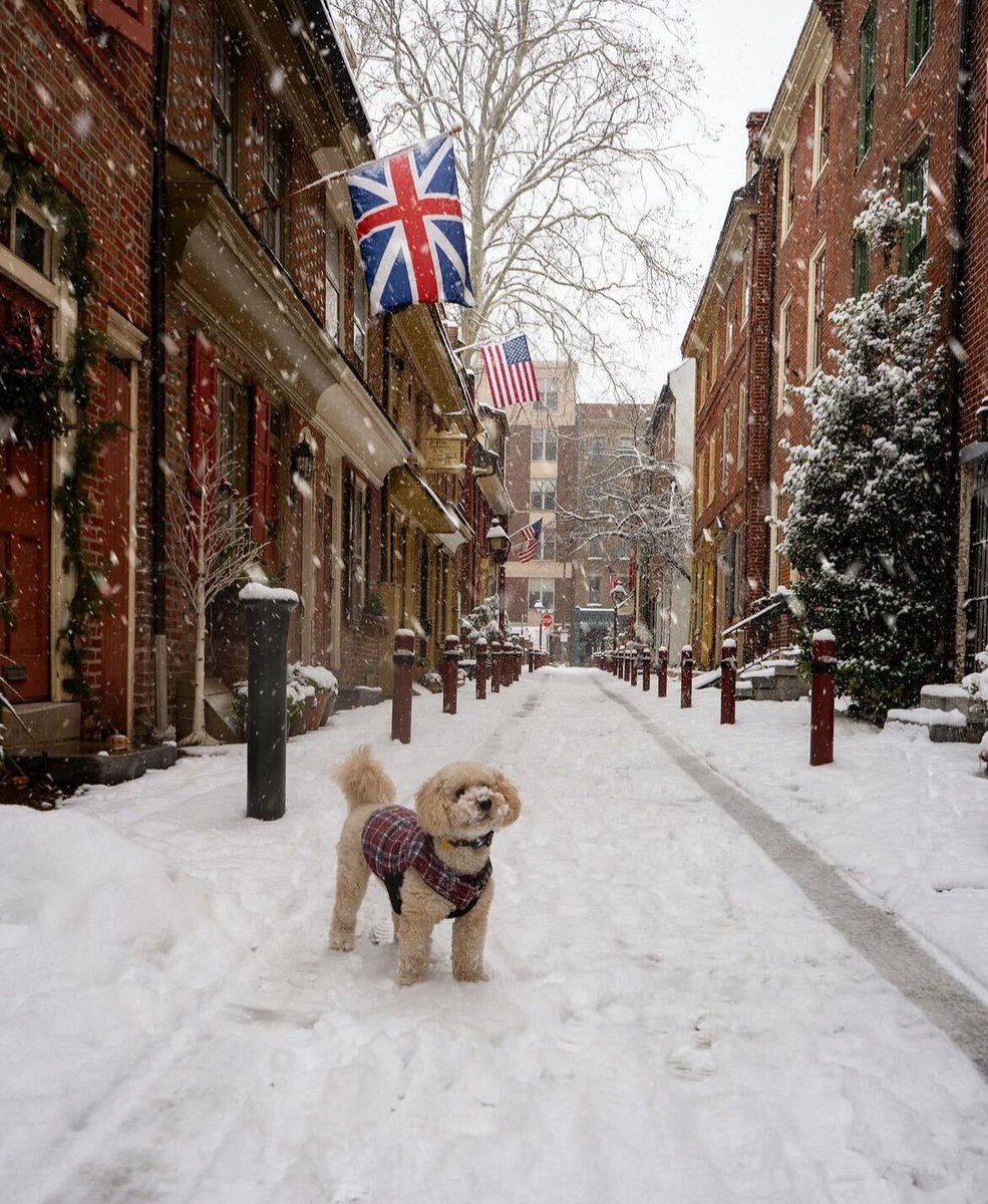 visitphilly's tweet photo. Obsessed with snowy walks on @elfrethsalley. ✨
#visitphilly #explorephilly #dogsofphilly 

📸: vincetagram__ on IG https://t.co/gnl6pMc6vM