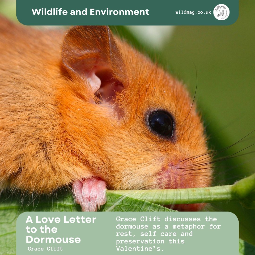 Grace Clift discusses the dormouse as a metaphor for rest, self care and preservation this Valentine's. 💖🐭💖

🌿 Link to read more: wildmag.co.uk

#WILDMagUK #valentinesday #wildlife #selfcare