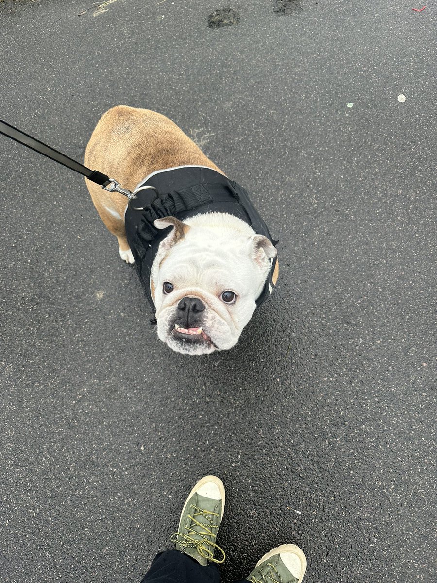 SammiBews's tweet photo. Big Dog has lost 3kg .. new year new pooch just another 2kg to go!
Go Big Reg!
#Reg #bigdog #dogsofav https://t.co/Qw4JmPV00n