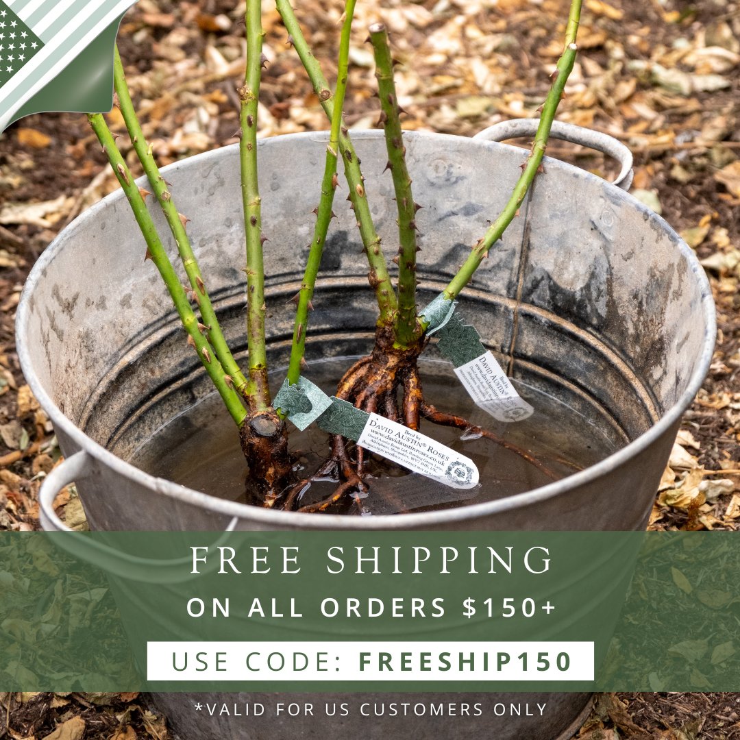 It's the ideal time to start planning your garden for the upcoming summer. 🌹 Take advantage of our current offer with FREE shipping on orders of $150 or more! Simply use the code FREESHIP150 at checkout! *Valid for US customers only. 🇺🇸