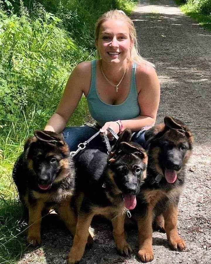 German Shepherd 2.0 tweet media