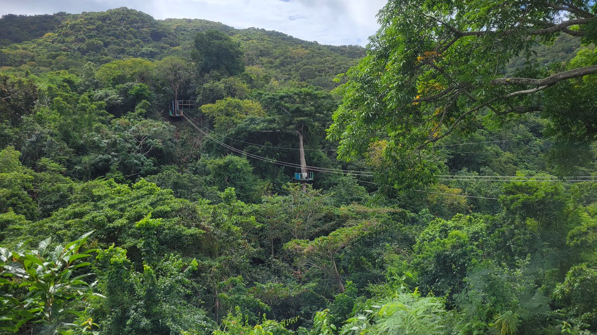 TeamVicarious's tweet photo. The Team visited St. John's, Antigua for the first time and after exploring the downtown, we did a zipline adventure through a canopy of trees in the rain forest. So much fun! 13 zip lines, 2 suspension bridges, 3 aerial walkways, and a tree house #antigua #stjohnsantigua https://t.co/pQdtOVdtbh