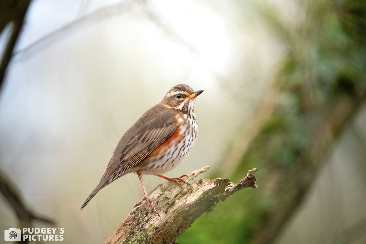 PudgeysPictures's tweet photo. Friendly Redwing at Brandon Marsh. #brandonmarsh #brandonmarshsightings @WKWT https://t.co/hWnSqEeFkv