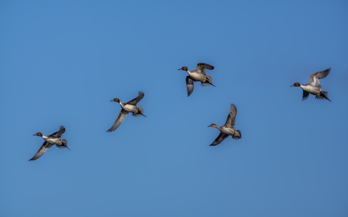 Wonderful day at Catcott Lows yesterday - the sun shone, the Harriers put on a show and even the Pintails flew in to see what all the fuss was about.