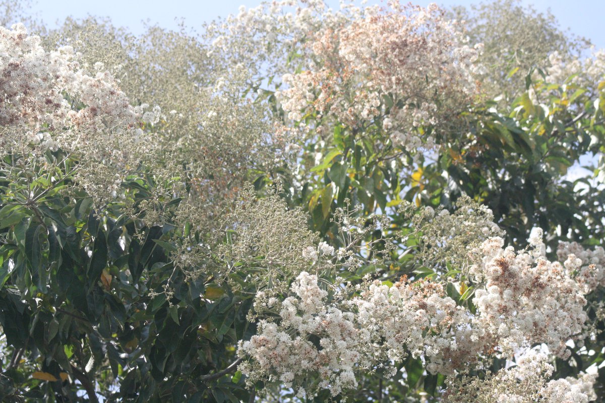 BioBurunga's tweet photo. Árbol de Laurel en floración Cordia allidora. parte de nuestra flora #Bioburunga @Burunga1 https://t.co/IL5KNMyw0W