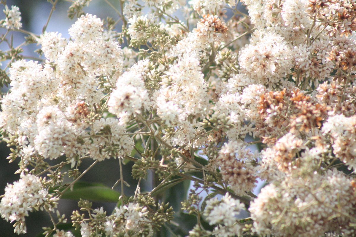 BioBurunga's tweet photo. Árbol de Laurel en floración Cordia allidora. parte de nuestra flora #Bioburunga @Burunga1 https://t.co/IL5KNMyw0W