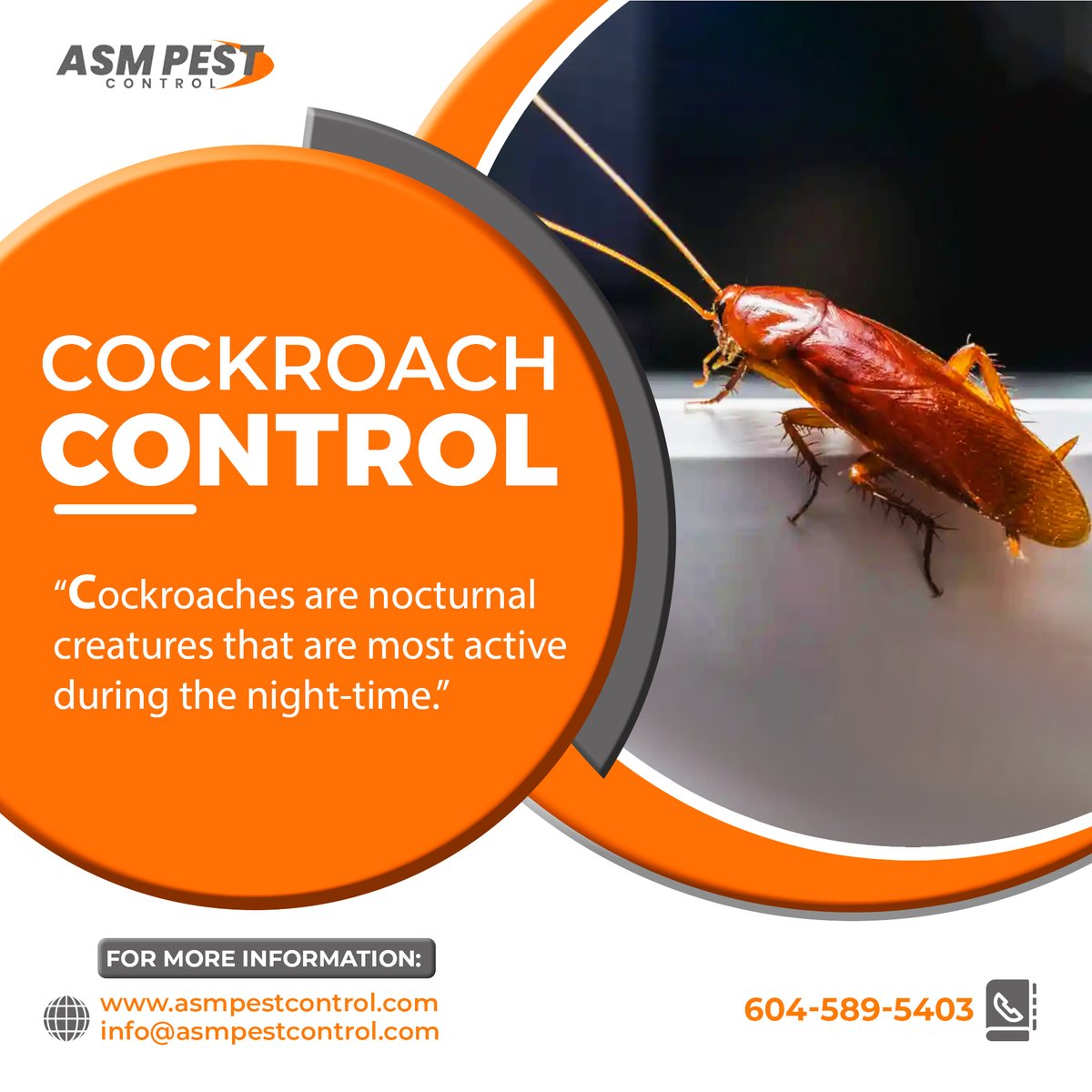 asmpestcontrol's tweet image. Suffering from a cockroach infestation and wondering how to get rid of them? Call us to book our cockroach control technicians.
☎- 604 - 589 - 5403
🌐-asmpestcontrol.com/cockroach-cont…
.
.
.
#ASM,  #ASMPestControl, #cockroachcontrol, #cockroachremoval, #CockroachExtermination